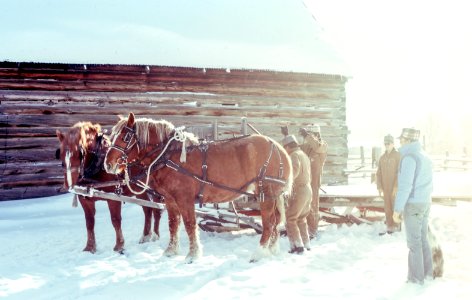 four men near two brown horses