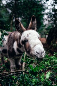 brown and white donkey eating green leaves photo