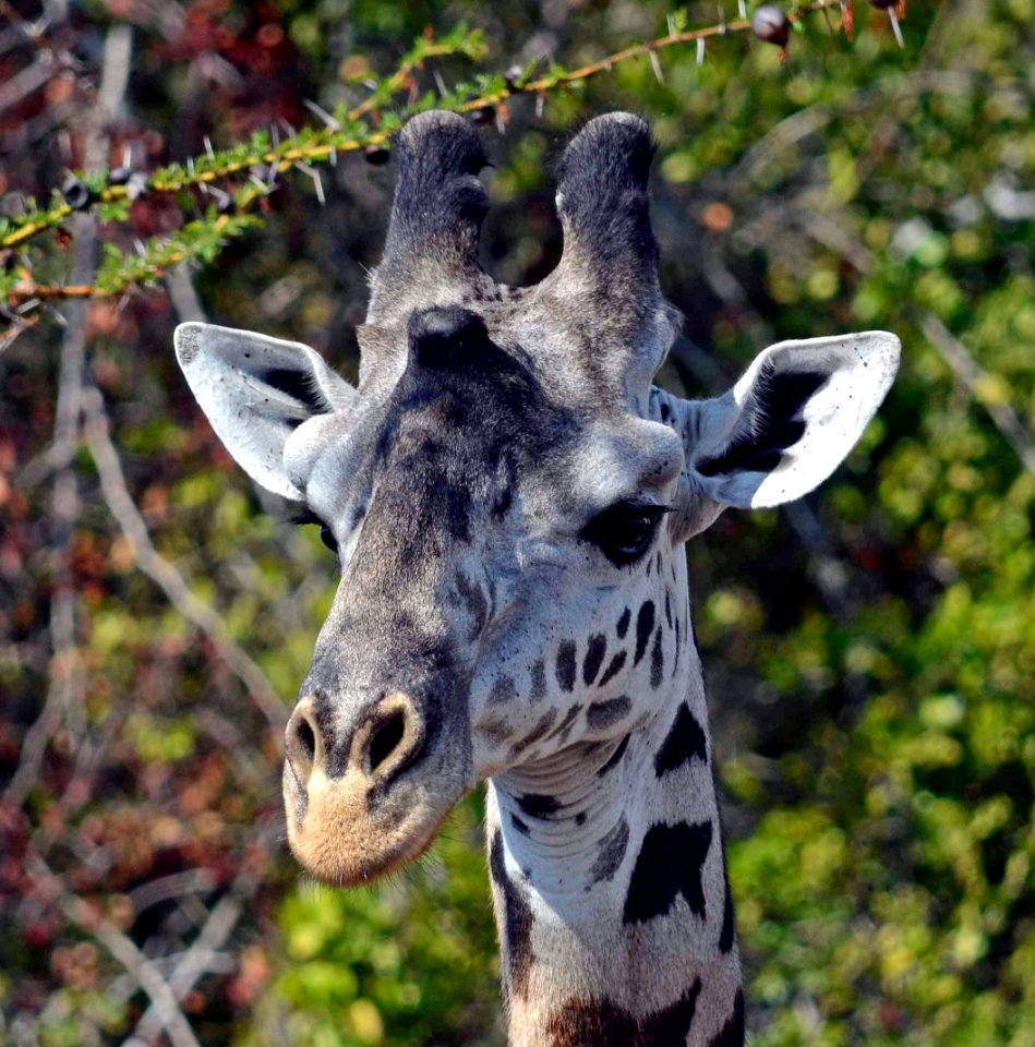 white and black giraffe