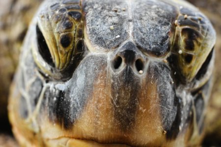 turtle head closeup photography photo