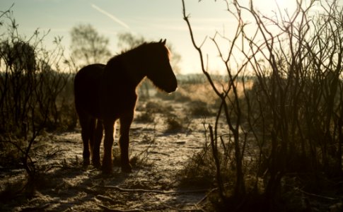 silhouette of horse photo