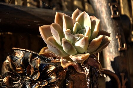 Hardy garden ornamental