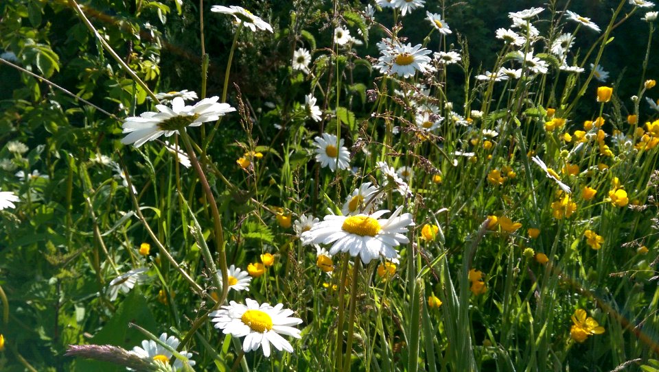 Harrogate, United kingdom, Flowers photo