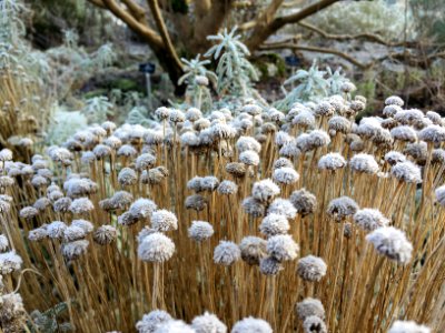 United kingdom, Garden, Botanical