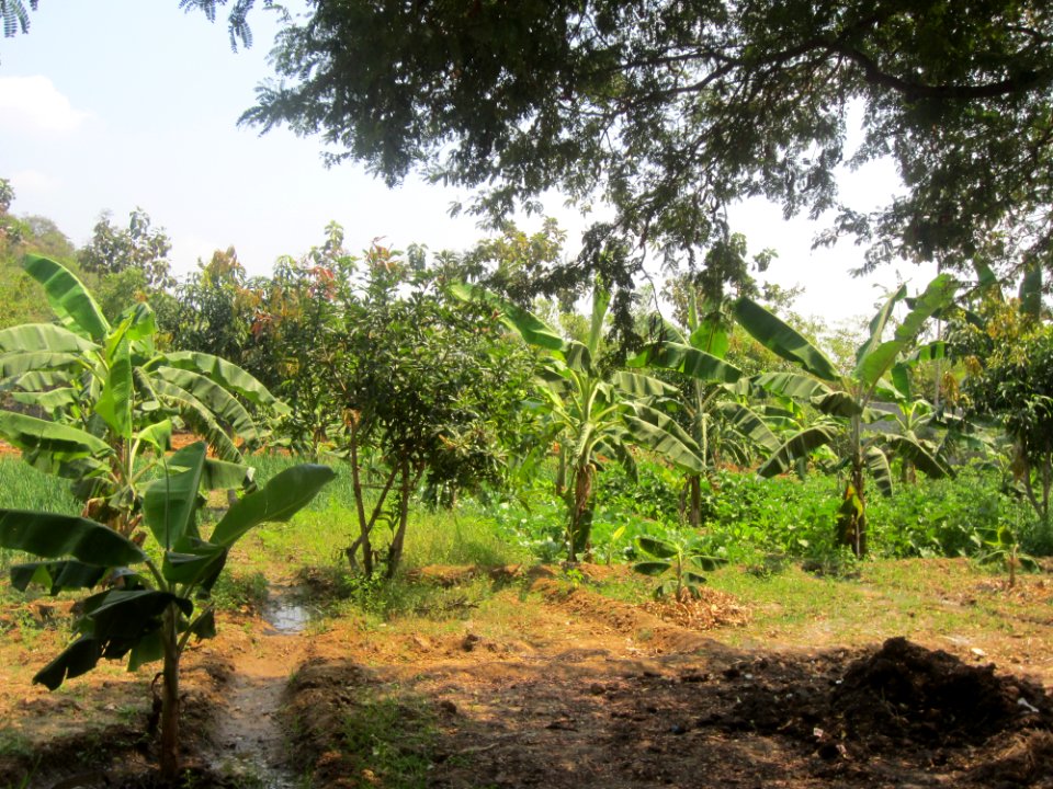 Caleb laieski, My field, My farm