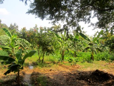 Caleb laieski, My field, My farm