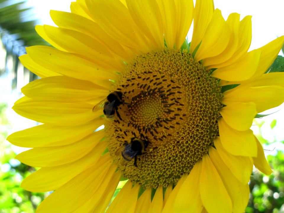 Zakynthos, Greece, Sunflower