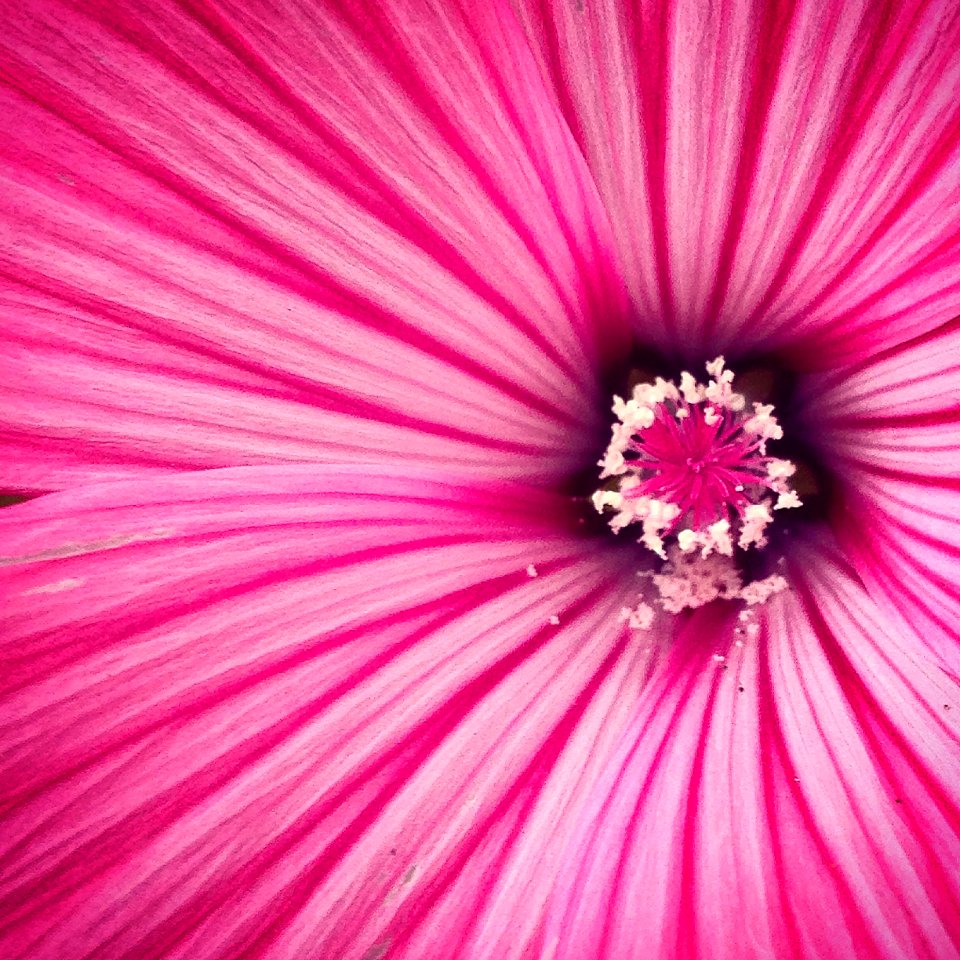 Pollen, Pink, Detail