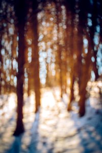 Sunlight, Trees, Snow photo
