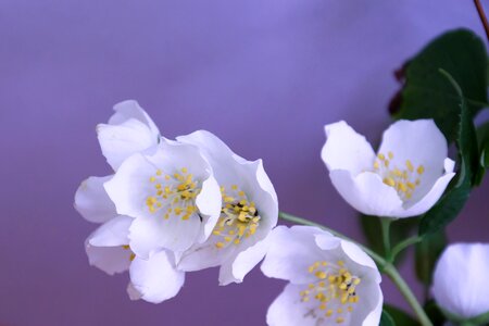 Bloom fragrance white photo