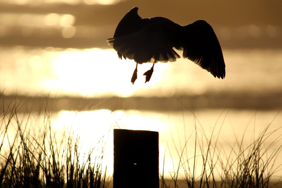 New Zealand, Piha beach, Sunset