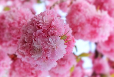 Pink bloom flowers photo