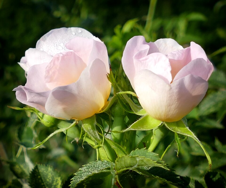 Windrose pink romance