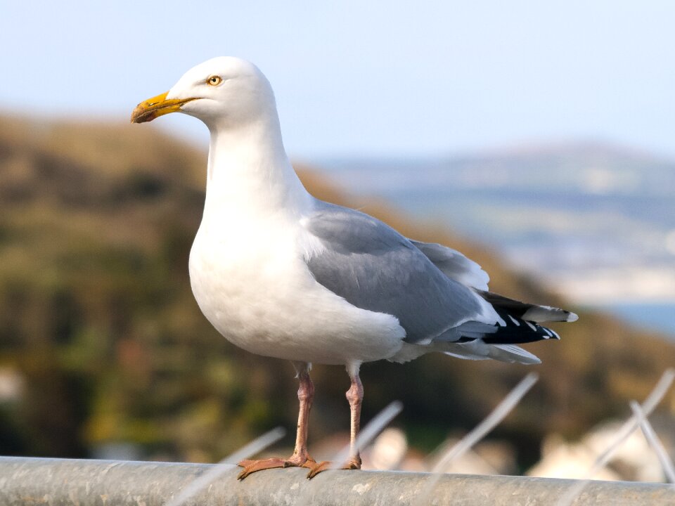 Water bird nature animal