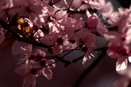 Spring, Cherry flower, Flowers