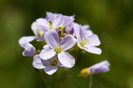 Blossom bloom bloom photo