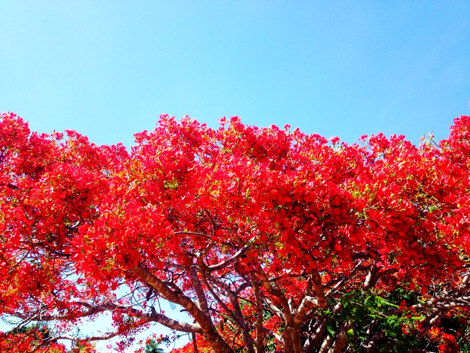 Brazil, Uruta, Forest