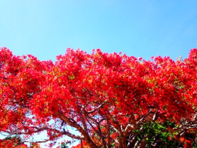 Brazil, Uruta, Forest
