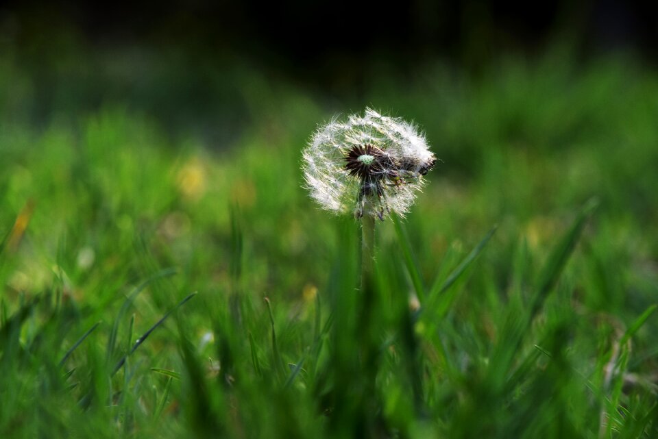 Life green background