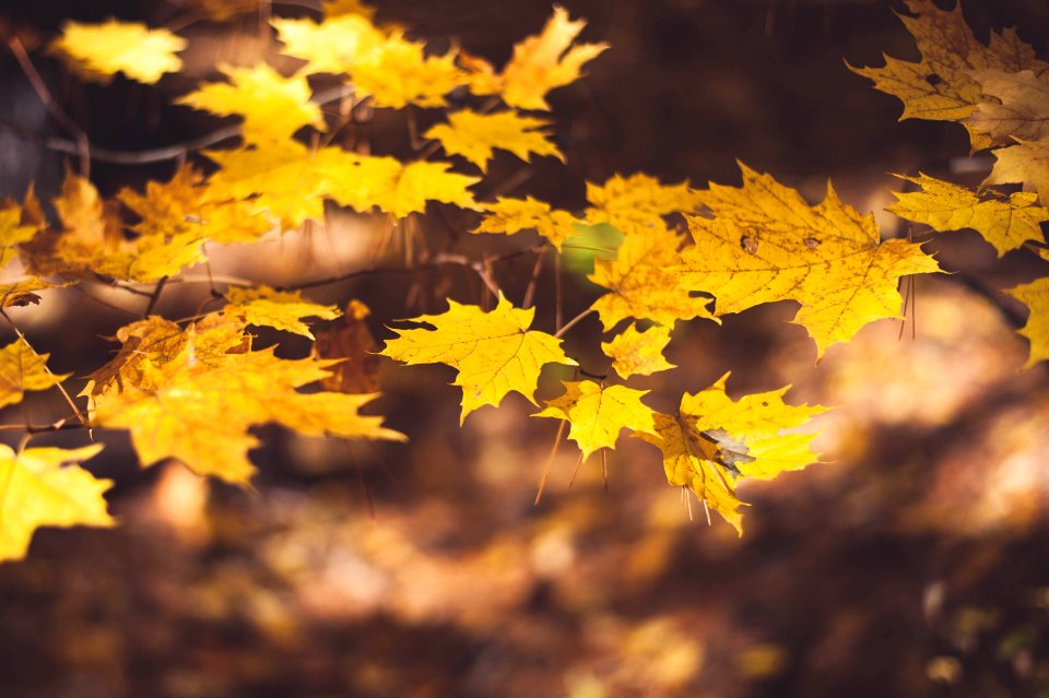 selective focus photography of maple leaves photo