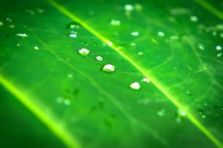 Rain drop, Water, Leaf photo