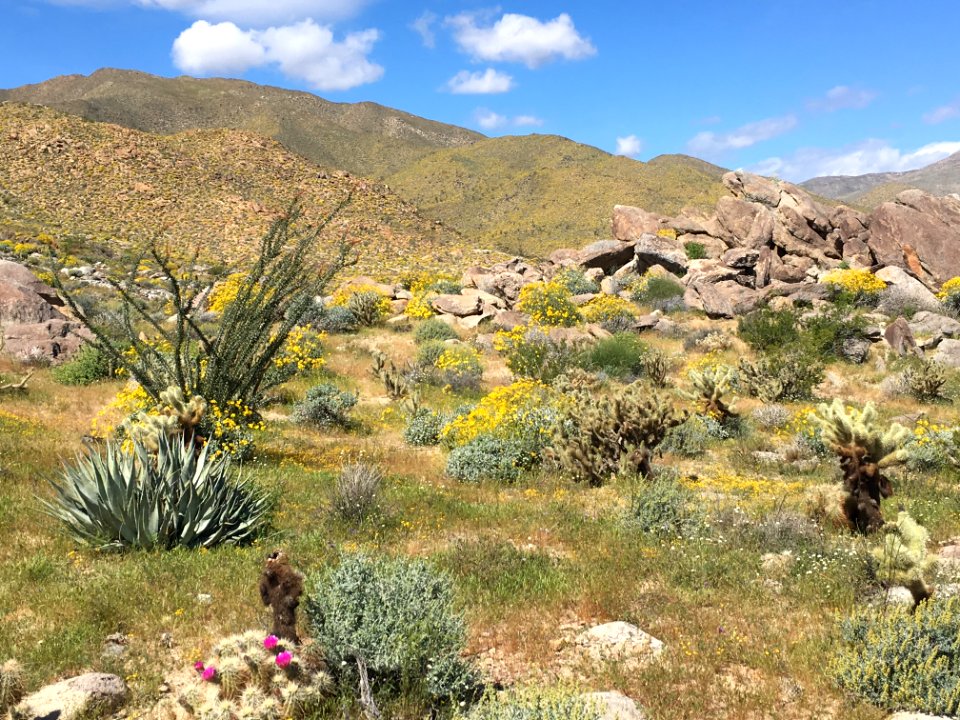 Anza borrego desert state park, Borrego springs, United states
