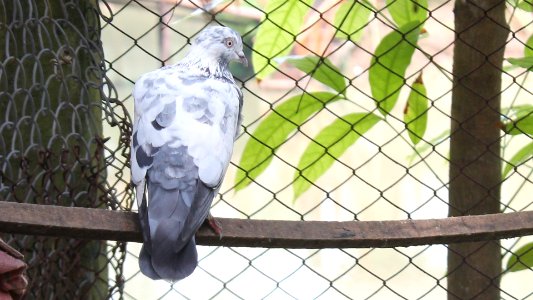 Wallpaper, Pigeon, Nice