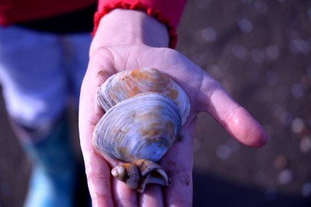 Westonsupermare, United kingdom, Sea shells