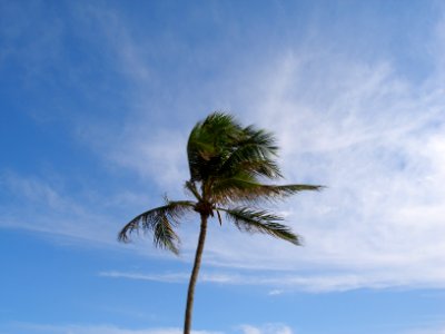 Salvador, Brazil, Palm tree