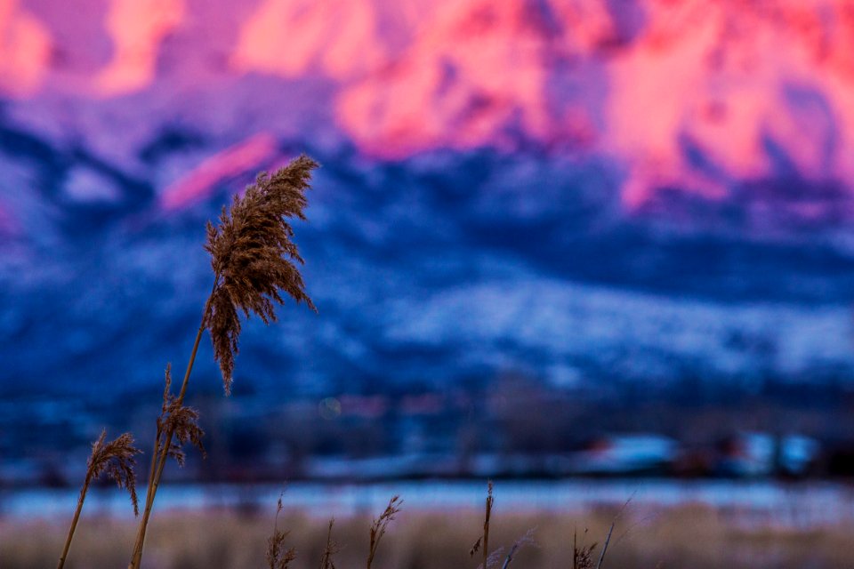 Provo, United states, Wheat