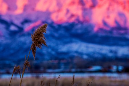 Provo, United states, Wheat