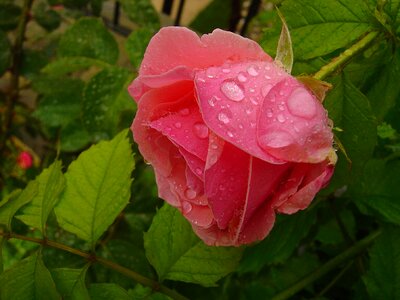 Pink roses rain droplets ornamental plants photo