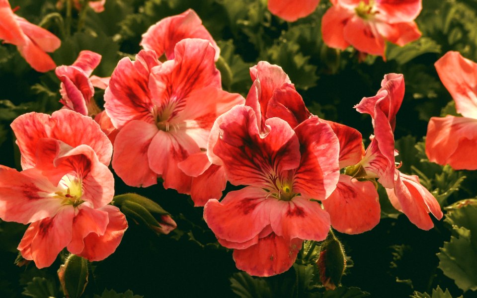 Flowershop, Greenhouse, Reds