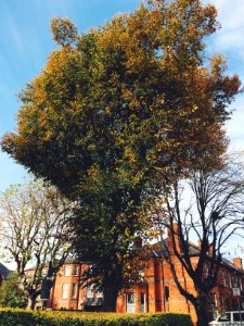 Dublin, Ireland, Leaves