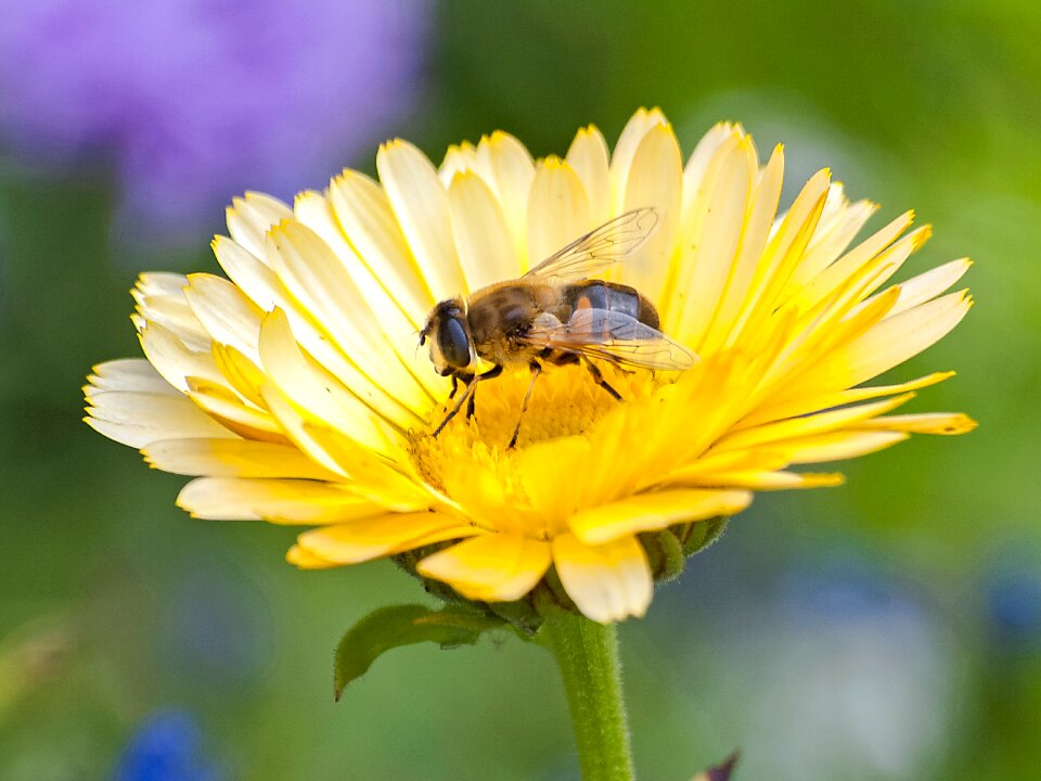 Nature flower animal