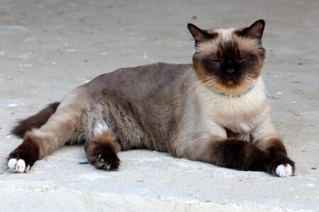 Burmese tired lazy