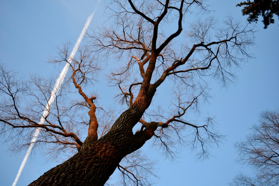 Tree, Spring