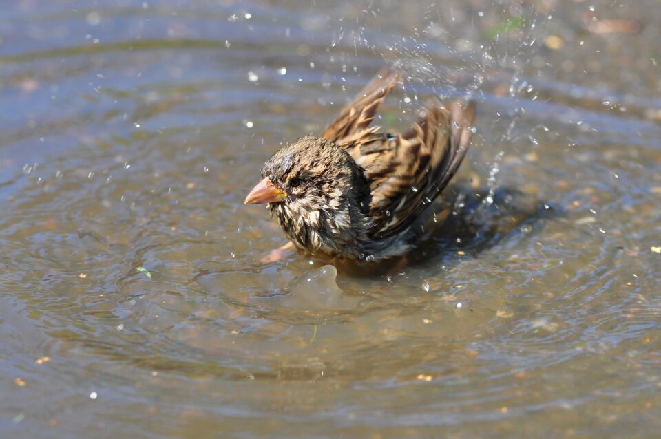 Water brown nature