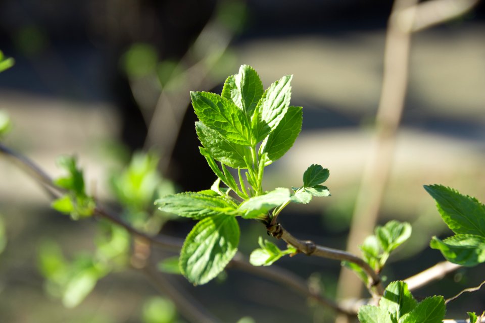 Ukraine, Forest, Leaves