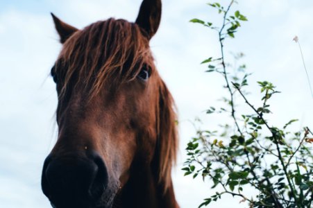 brown horse photo