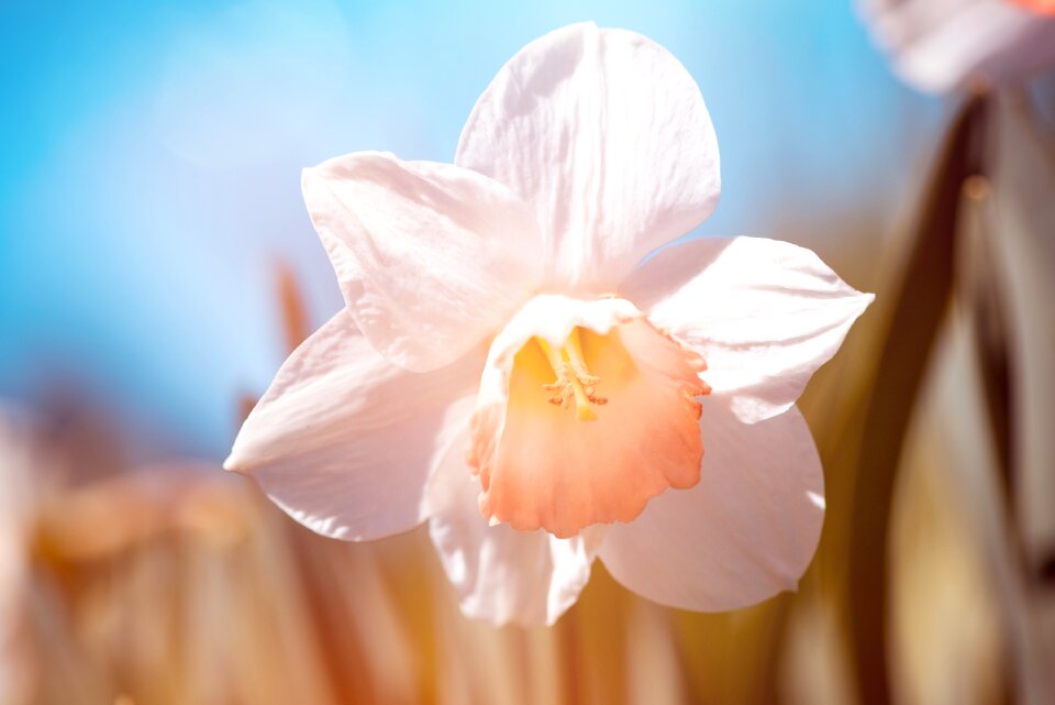 Flower white flower blossom