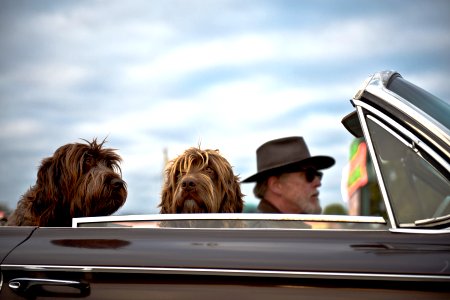 photo of man driving a car with two dog with him photo