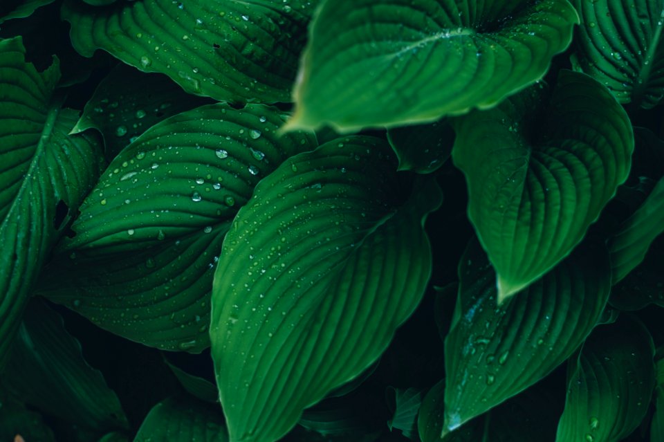 green-leafed plants