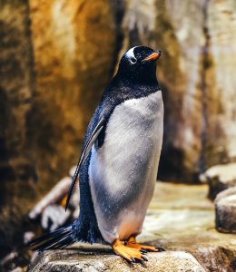 penguin on rock photo