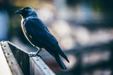 shallow focus photography of black bird photo