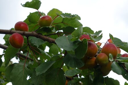 Fruit tree fruit tree