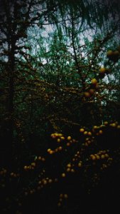 Ukraine, Horishni plavni, Tree