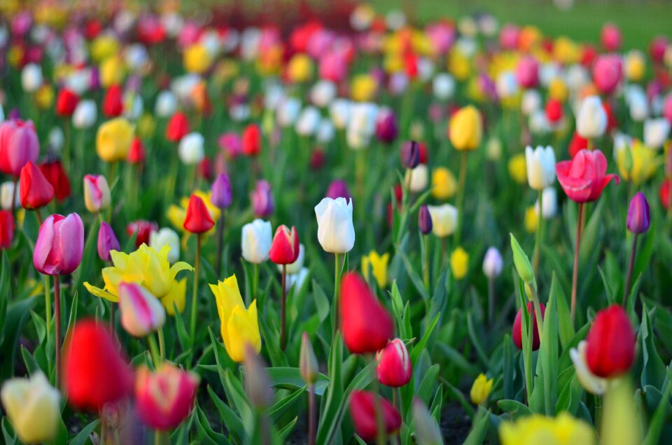 Vivid color nature close-up