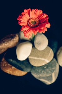 focus photo of red daisy on rock formation photo