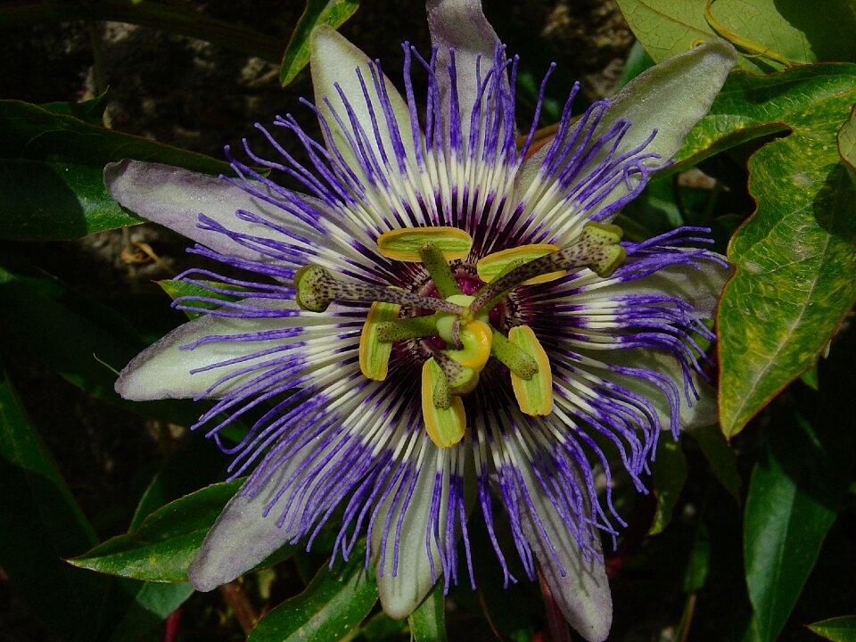 Flowering vines ornamental plants passion flower